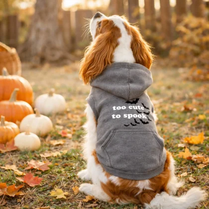 a cocker spaniel sitting in an autumn scene with pumpkins, wearing a too cute to spook dog hoodie in granite heather